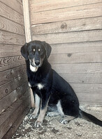 Собаки и кошки в добрые руки