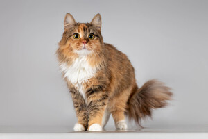 Собаки и кошки в добрые руки