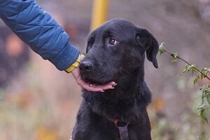 Собаки и кошки в добрые руки