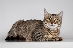 Собаки и кошки в добрые руки