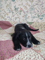 Собаки и кошки в добрые руки