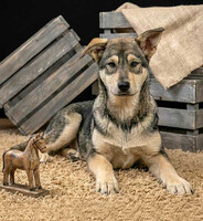 Собаки и кошки в добрые руки