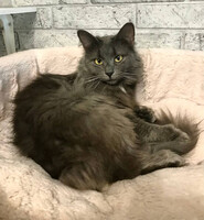 Собаки и кошки в добрые руки