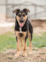 Собаки и кошки в добрые руки