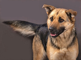 Собаки и кошки в добрые руки