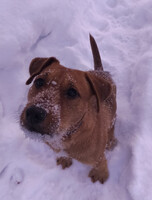 Собаки и кошки в добрые руки