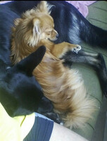 Собаки и кошки в добрые руки