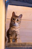 Собаки и кошки в добрые руки