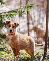 Собаки и кошки в добрые руки