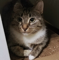 Собаки и кошки в добрые руки