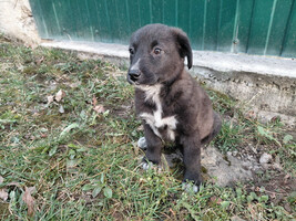 Собаки и кошки в добрые руки