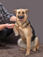 Собаки и кошки в добрые руки