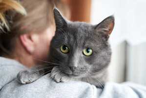 Собаки и кошки в добрые руки