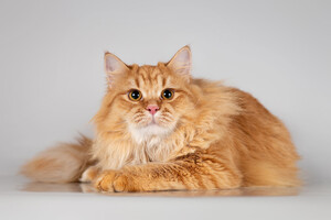 Собаки и кошки в добрые руки