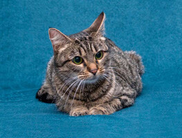 Собаки и кошки в добрые руки