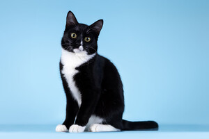 Собаки и кошки в добрые руки