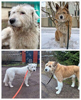 Собаки и кошки в добрые руки