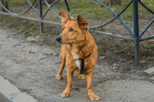 Собаки и кошки в добрые руки