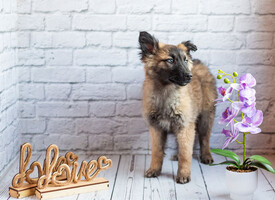 Собаки и кошки в добрые руки