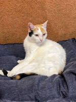 Собаки и кошки в добрые руки