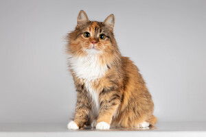 Собаки и кошки в добрые руки