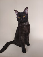 Собаки и кошки в добрые руки