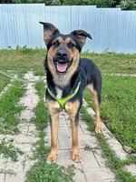 Собаки и кошки в добрые руки