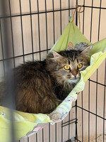 Собаки и кошки в добрые руки