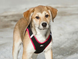 Собаки и кошки в добрые руки