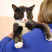 Собаки и кошки в добрые руки