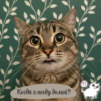 Собаки и кошки в добрые руки