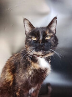 Собаки и кошки в добрые руки