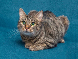 Собаки и кошки в добрые руки