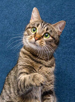 Собаки и кошки в добрые руки