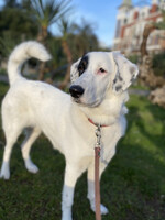 Собаки и кошки в добрые руки