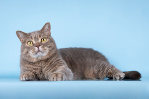 Собаки и кошки в добрые руки