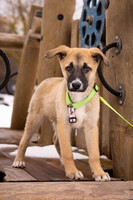 Собаки и кошки в добрые руки