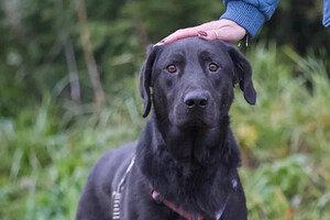 Собаки и кошки в добрые руки