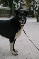 Собаки и кошки в добрые руки