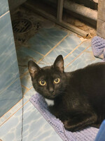 Собаки и кошки в добрые руки