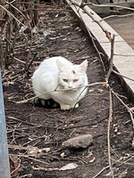 Собаки и кошки в добрые руки