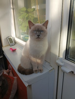 Собаки и кошки в добрые руки