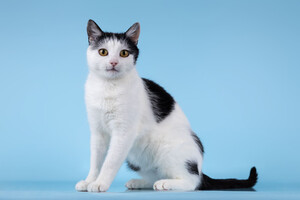 Собаки и кошки в добрые руки