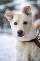 Собаки и кошки в добрые руки