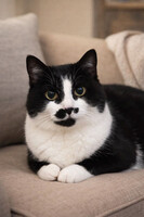 Собаки и кошки в добрые руки