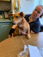 Собаки и кошки в добрые руки