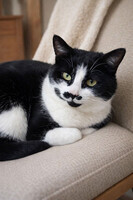 Собаки и кошки в добрые руки