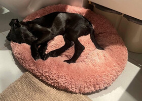 Собаки и кошки в добрые руки