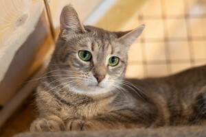 Собаки и кошки в добрые руки