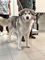 Собаки и кошки в добрые руки